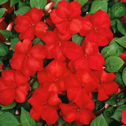 Niecierpek Waleriana czerwony - 180 nasion