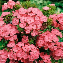 Goździk brodaty Newport Pink - łososioworóżowy - 450 nasion