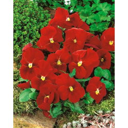 Bratek wielkokwiatowy - czerwony - 400 nasion