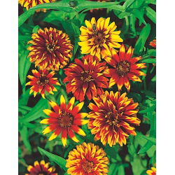 Cynia meksykańska - 375 nasion