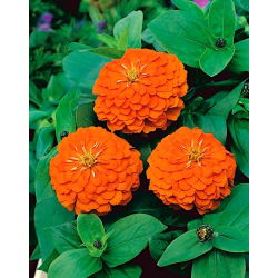 Cynia wytworna daliowa Orange King - 120 nasion