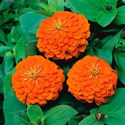 Cynia wytworna daliowa Orange King - 120 nasion