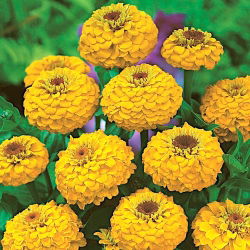 Cynia wytworna Liliput Golden Gem żółta
