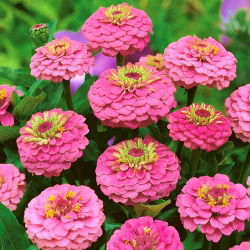 Cynia wytworna Liliput Rose Gem różowa