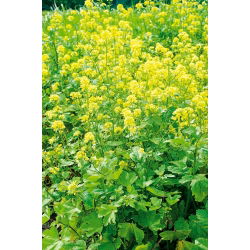 Gorczyca biała konsumpcyjna - 1 kg - 130000 nasion