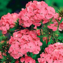 Goździk brodaty Newport Pink - łososioworóżowy - 450 nasion