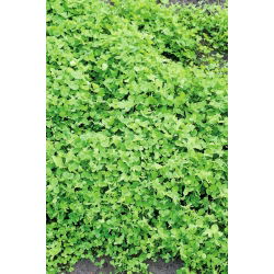 Koniczyna białoróżowa (szwedzka) Aurora - 1 kg