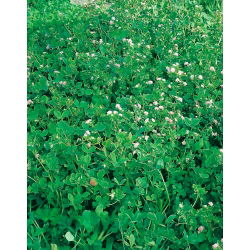 Koniczyna perska Gorby - 1 kg