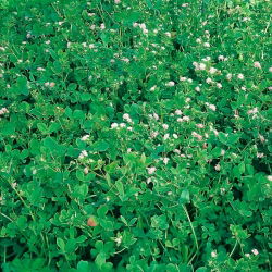 Koniczyna perska Gorby - 1 kg