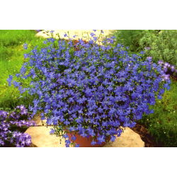 Lobelia zwisła szafirowoniebieska - 3000 nasion