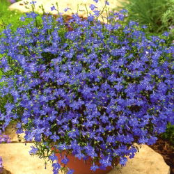 Lobelia zwisła szafirowoniebieska - 3000 nasion