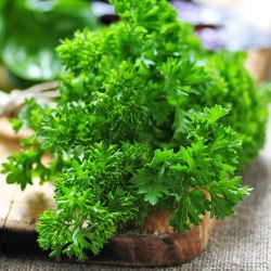 Pietruszka naciowa - Moss Curled 2 - 1200 nasion