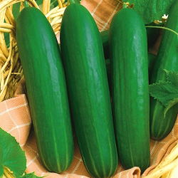 Ogórek sałatkowy Iwa - pod osłony - 35 nasion