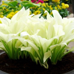Hosta - Funkia White Feather - 1 kłącze