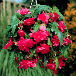 Begonia zwisająca, kaskadowa - różowa - 2 bulwy