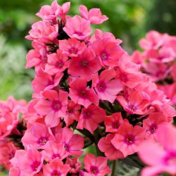 Floks (Phlox) - Płomyk wiechowaty - Windsor - 1 kłącze