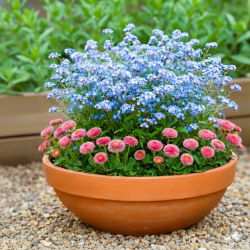 Stokrotka różowa + niezapominajka - zestaw 2 gatunków nasion