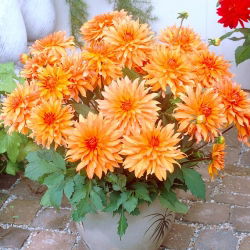 Dalia Autumn Fairy