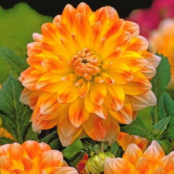 Dalia Peaches and Cream