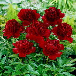 Piwonia, Paeonia - Red Charm - sadzonka