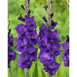 Mieczyk fioletowy - 5 szt. - cebulki XXL