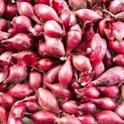 Cebula dymka - czerwona - 0,5kg