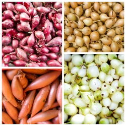 Cebula dymka - mix - 4 x 1 kg