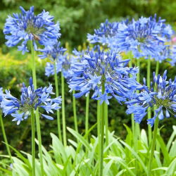 Agapanthus Blue - Agapant niebieski - 1 kłącze
