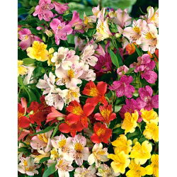 Alstremeria - Alstroemeria - 1 szt.