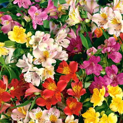 Alstremeria - Alstroemeria - 1 szt.