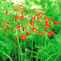 Bessera elegans - 5 cebulek