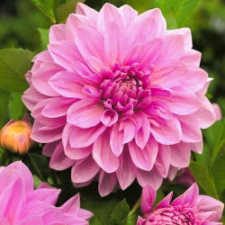 Dalia Lavender Perfection - ogromne kwiaty - 1 karpa