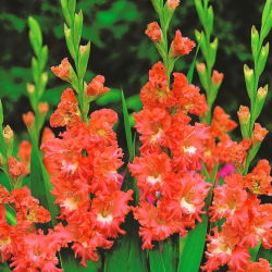 Gladiolus - Mieczyk Frizzled Coral Lace - 5 cebulek