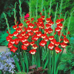 Gladiolus - Mieczyk Mademoiselle de Paris - 5 cebulek