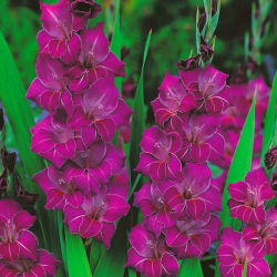 Gladiolus - Mieczyk Violetta - 5 cebulek
