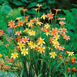 Homeria Mix - 10 cebulek