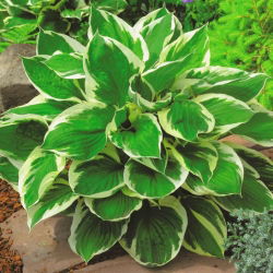 Hosta - Funkia Minuteman - 1 kłącze