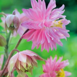 Orlik pełny różowy - Pink Barlow - 1 szt.