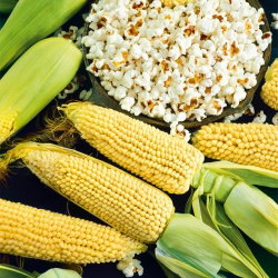 Kukurydza pękająca Płomyk - 200 nasion