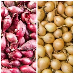 Cebula dymka - żółta + czerwona - 2 x 5 kg