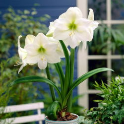 Hippeastrum, amarylis, zwartnica - Mont Blanc - 1 cebula