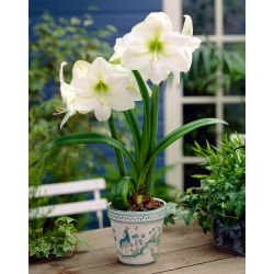 Hippeastrum, amarylis, zwartnica - Mont Blanc - 1 cebula