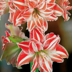 Hippeastrum, Amarylis, Zwartnica - Dancing Queen - 1 cebula