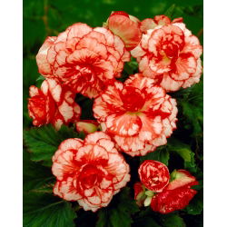 Begonia czerwono-biała - Marmorata - 2 bulwy