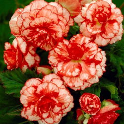 Begonia czerwono-biała - Marmorata - 2 bulwy