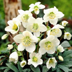 Helleborus niger - Ciemiernik biały - róża Bożego Narodzenia - 1 kłącze