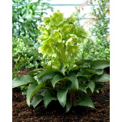 Ciemiernik korsykański