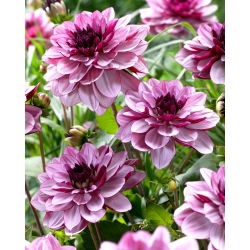 Dalia Creme de Cassis