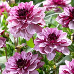 Dalia Creme de Cassis