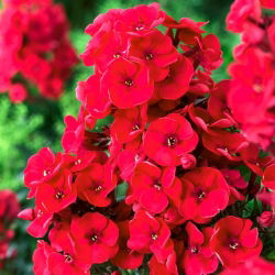 Floks (Phlox) - Płomyk wiechowaty czerwony - 1 kłącze